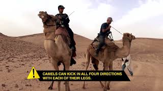 Strangers In Danger Camel Racing