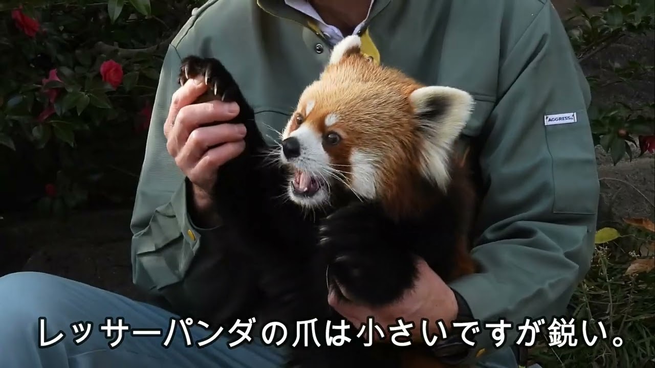 レッサーパンダ　ジャズさんの健康診断　王子動物園のレッサーパンダ