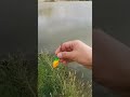 Kızılırmak Somon Avı!! Ay maşallah Babası da balıkçı.....