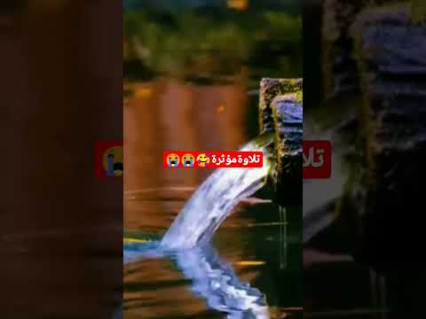 قال من فعل هذا بآلهتنا إنه لمن الظالمين اسلام صبحي تلاوة مؤثرة Islam Sobhi