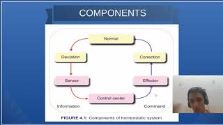 MBBS PY 1.2 Homeostasis | Sudharshan PB