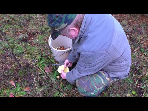 УШЛИ С СОСЕДОМ В ЛЕС ПО ГРИБЫ И НАШЛИ ХОРОШИЕ НАХОДКИ!