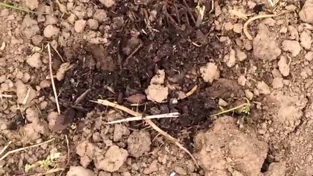 Schokominze - Frisch gepflanzte Minzenausläufer