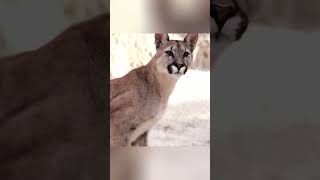 Мальчик, который превращался в горного льва#shortsviral #trending #viralvideo