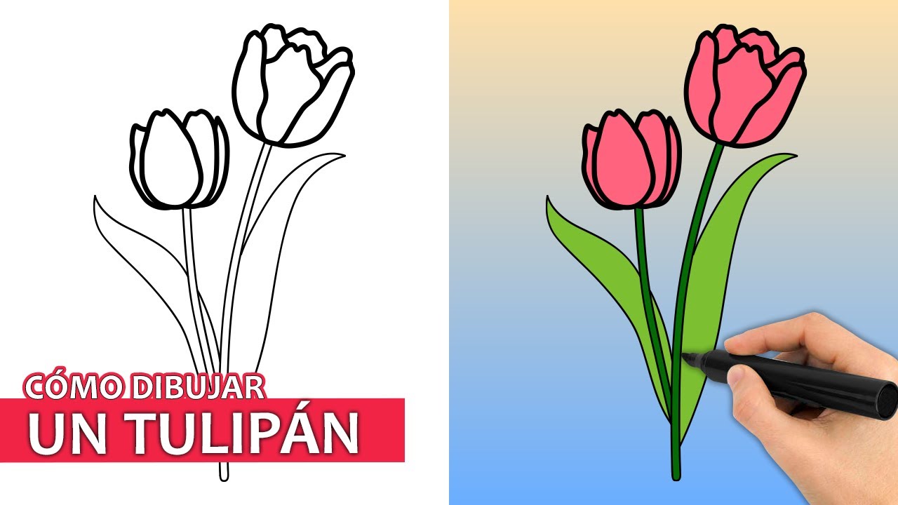 Cómo Dibujar Un Tulipán | Fácil Tutorial De Dibujo Paso A Paso - YouTube