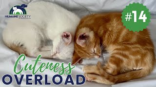 Cute Pet Compilation  Can You Handle This Much Cuteness?! May 2024