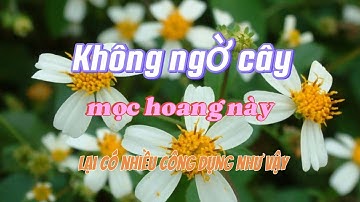 Không ngờ cây mọc hoang này lại có nhiều công dụng như vậy