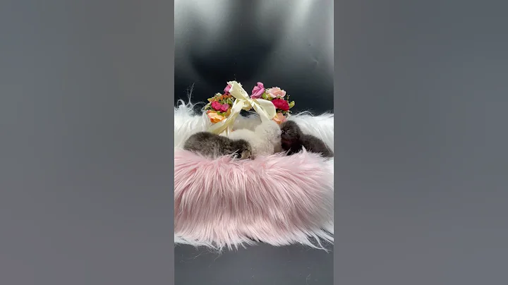 Video 1712611: exotic shorthair kitten blue, exotic shorthair cattery, exotic shorthair girl, adorable exotic shorthair, exotic shorthair black, shorthair blue point, brown tabby, cfa