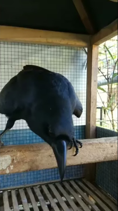 Burung gagak pandai ngomong