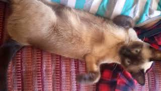 My cat sleeps in my lap and does not want anyone to take it from me #shorts by Suchi-Cat 21 views 2 years ago 40 seconds