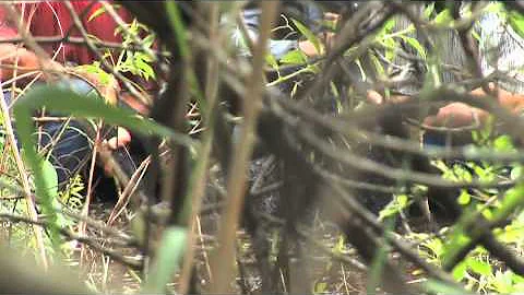 Florida Crackers - Wild Hog Hunt Scene