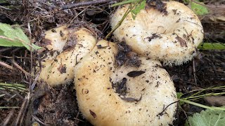 Поляна груздей и подосиновиков,  грибы везде.Тихая охота | Hunting for Wild Mushrooms in Russia