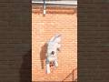 NPC Ragdoll Physics :Epic NPC Falls on Spikes! #ragdolls #falling#usa #shorts#euphoria #gta #gaming