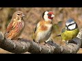 Videos de Pajaritos ~ los pajaros mas lindos