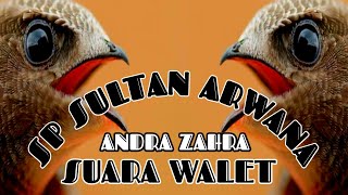 Sp Sultan Arwana - Suara Panggil Burung Walet