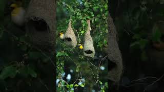 Baya weaver bird