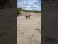 Beach Bobcat 👀 (Space Coast Florida) #wild #survival #wildlife #nature #animals #natureisamazing