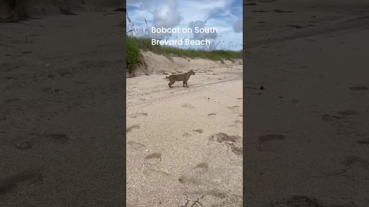 Beach Bobcat 👀 (Space Coast Florida) 