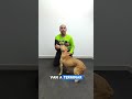 La técnica del #señuelo #luring #recompensa #adiestramientocanino #dogtraining #perrosdetrabajo