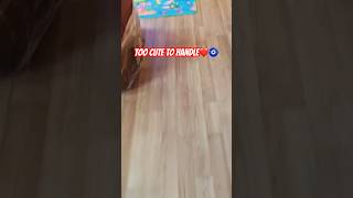Cute Baby Boy Fell Asleep While Playing   #CuteBaby #BabyBoy #SleepingBaby #BabyMoments#AdorableBaby