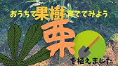 栗の苗木の植え方 Youtube 栗の苗木の植え方 Youtube