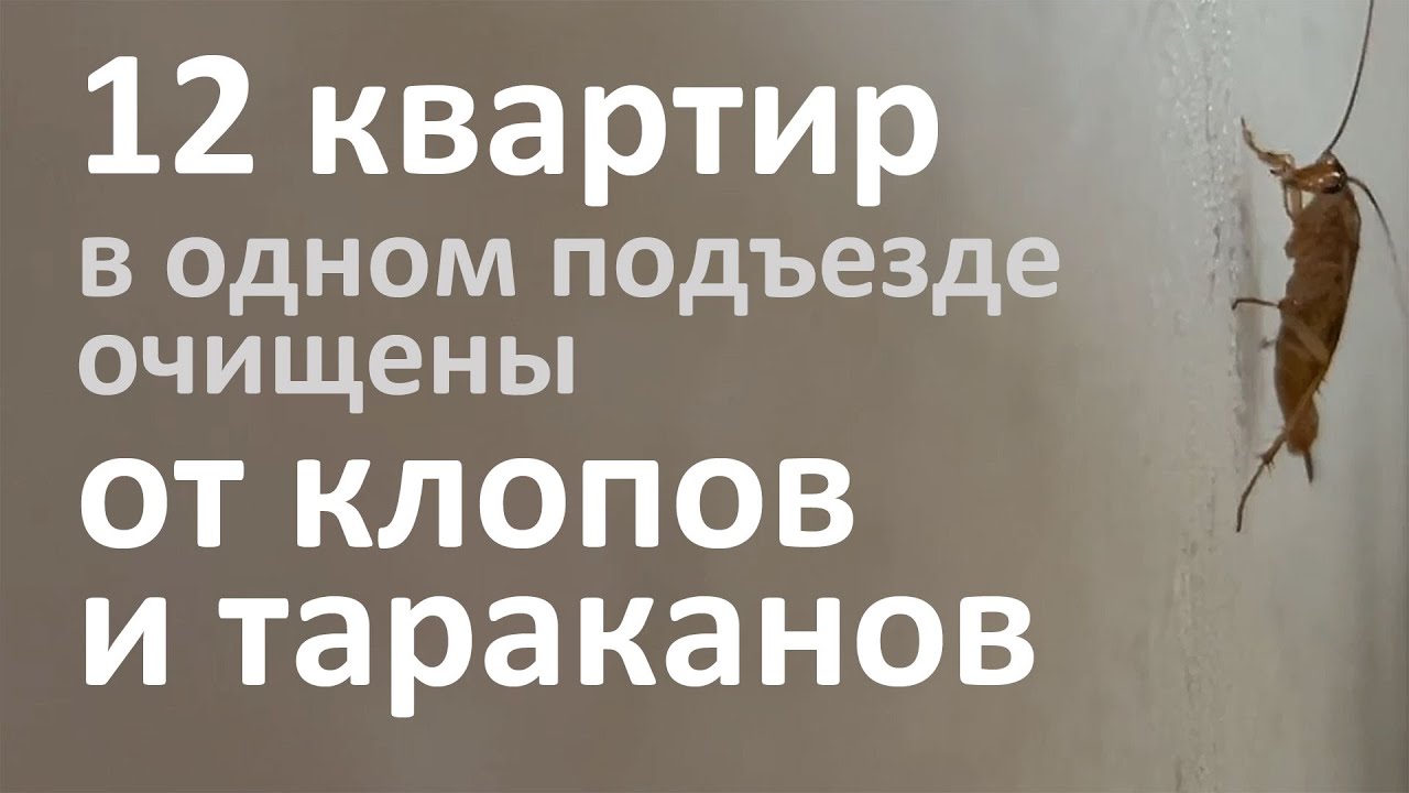 Уничтожение тараканов и клопов в 12 квартирах в одном подъезде - YouTube