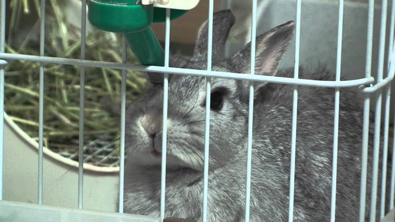 水を飲むうさぎ 高画質版 A Rabbit Drinks Water Hd Video Youtube