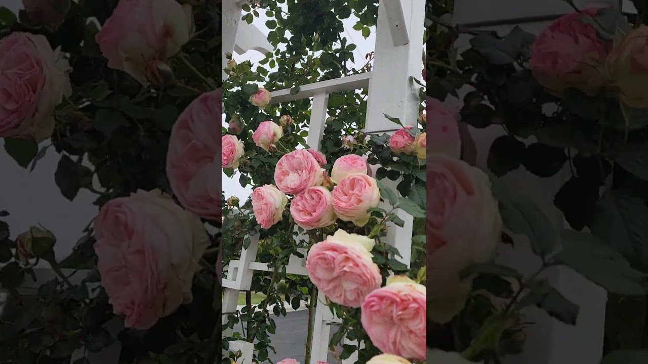 Loving my Eden rose. 3rd Spring. Zone 10a