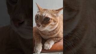 Chỗ này liệu có an toàn khônc nhỉ #cat #meow #thucung #pets #kitten #meo