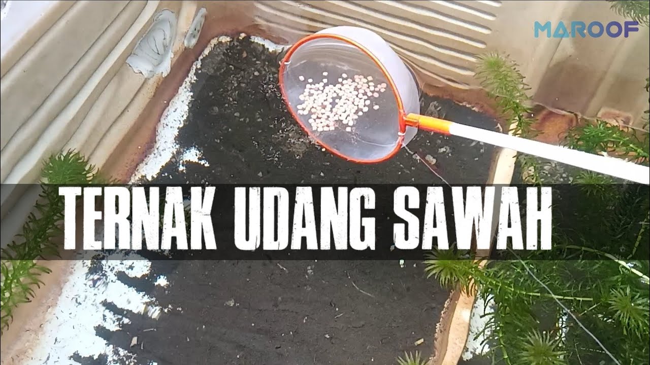 ОЧЕНЬ ХОЧУ ЗАНИМАТЬСЯ ВЫРАЩИВАНИЕМ БЕЛЫХ ПОлевых КРЕВЕТОК