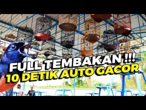 pancingan LOMBA murai batu AGAR BUNYI jitu untuk JADIKAN murai batu GACOR EMOSI : 021