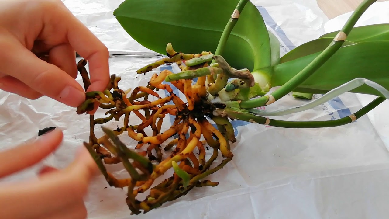 Kökleri çürümüş orkide bakımı ve yeniden canlandırma, orkide kök temizleme  🀣🀣🀣