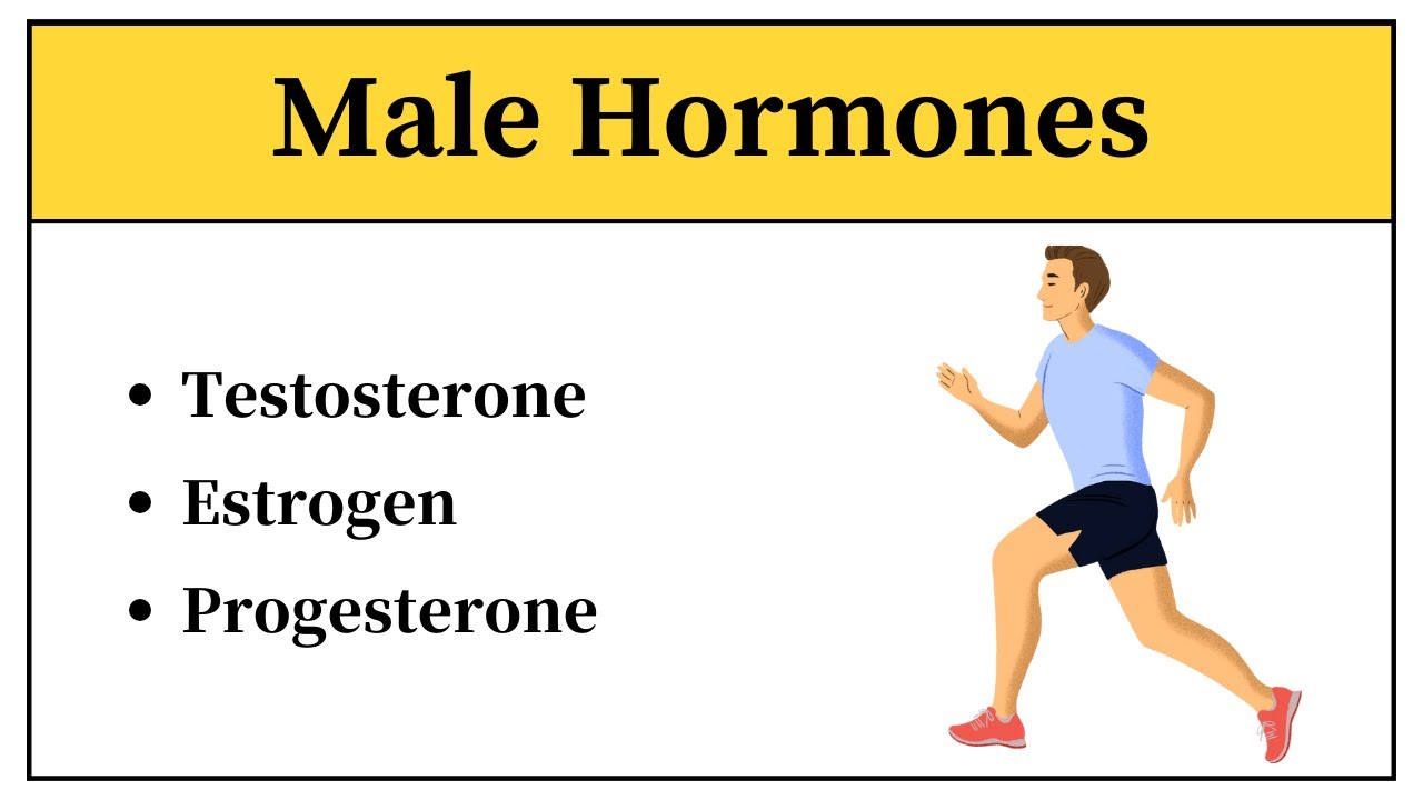 Anatomy And Physiology Of Male Hormones In Urdu Estrogen And Testosterone Hormone In Hindi