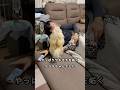 スマホを触ると異常にヤキモチを妬くポメラニアン