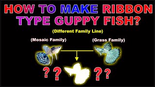 How to Make Ribbon Type Guppy Fish!