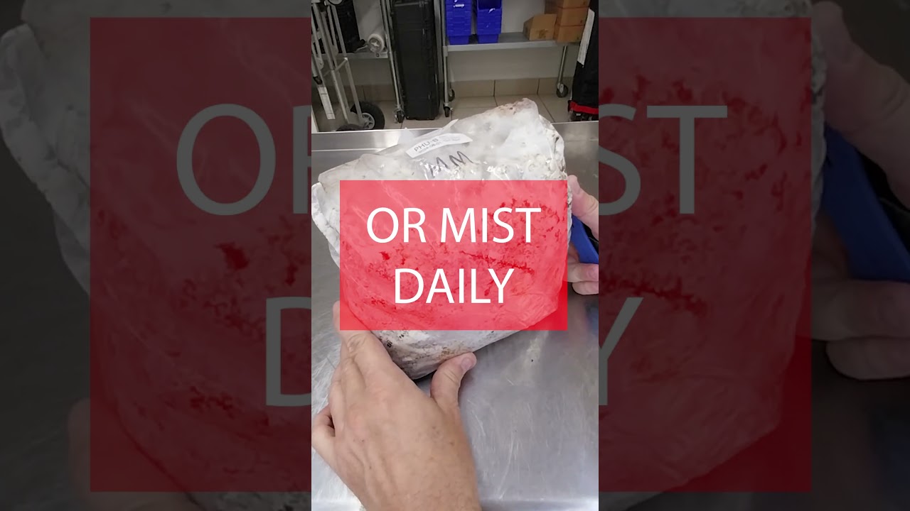 The fastest and easiest way to grow mushrooms at home