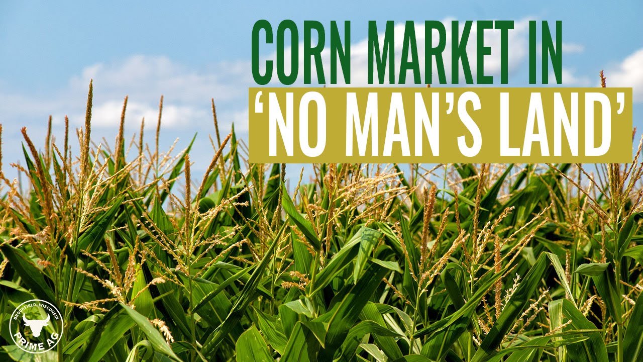 Grain Marketing | Corn price in no man's land after USDA report - YouTube
