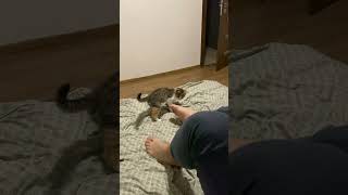 #cat #киця #котик #kitten #emmi #vlog