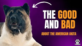 AMERICAN AKITA: ADVANTAGES AND DISADVANTAGES of having one.