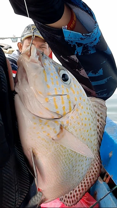 Ikan Kaci kaci #shorts