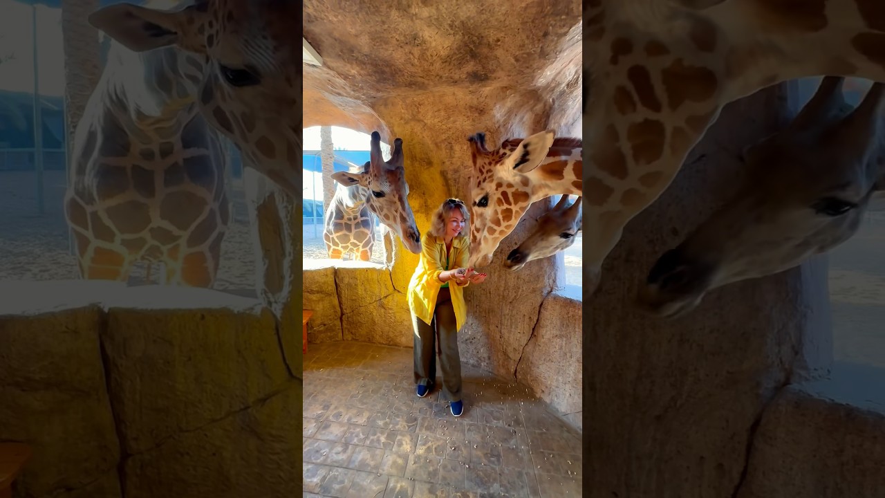 📍Abu Dhabi. Emirates Park Zoo. Завтрак с жирафами 