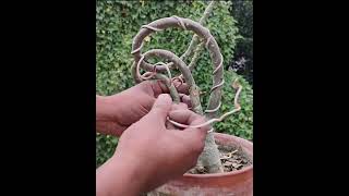 Adenium Bonsai Making | Fazendo bonsai de rosadodeserto| Elaboración de bonsái de rosa del desierto|