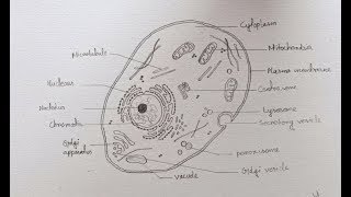 How to draw diagram of Animal Cell easily - step by step