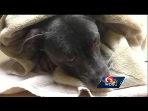 Pit bull continues recovery after rescue from St. Charles Parish swamp