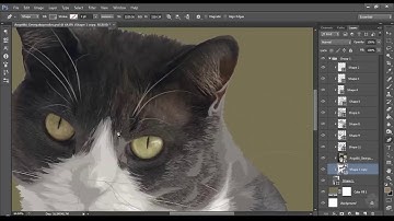 Pet Vector Process Video (300% Speed)