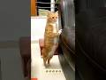Cat, You're Way Too Cute to Handle! 😻🐱✨ #cat #catvideos #funny #youtubeshorts #shorts #comedy