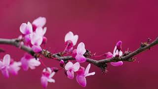 Vibrant Pink Spring Blossoms 🌷 | Close-up & Wide View of Flowering Trees | 4K Nature B-roll screenshot 2