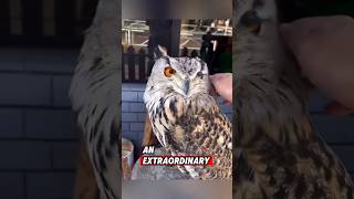 The Kind Woman Saved A Helpless Baby Owl And Raised It In Her Home