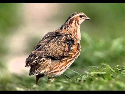 Suara Burung Puyuh Hutan (denak) MP3 - YouTube