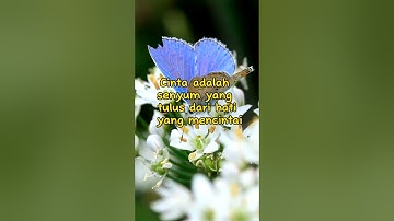 Cinta tulus hatinya #shorts #shortsvideo #tiktok #cinta
